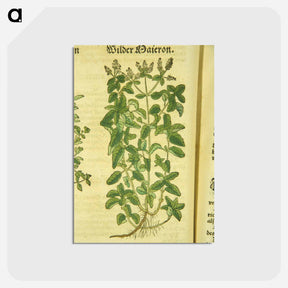 アートポストカード-Zamer Maieron, wilder Maieron
 - 国立医学図書館 Postcard.