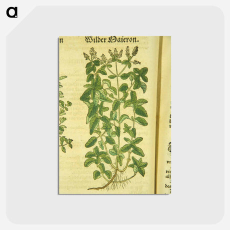 アートポストカード-Zamer Maieron, wilder Maieron
 - 国立医学図書館 Postcard.