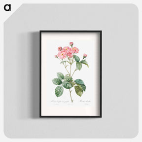 アートポスター-Carnation Petalled Variety of Cabbage Rose also known as Rose bush - ピエール ジョゼフ ルドゥーテ Poster.