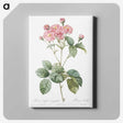 4-96_Pierre-Joseph-Redoute_canvas