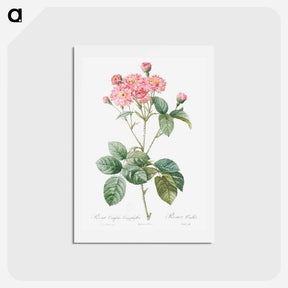 アートポストカード-Carnation Petalled Variety of Cabbage Rose also known as Rose bush - ピエール ジョゼフ ルドゥーテ Postcard.