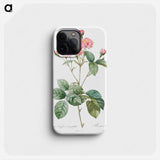 Carnation Petalled Variety of Cabbage Rose also known as Rose bush - ピエール ジョゼフ ルドゥーテ Phone Case.