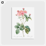 アートポストカード-Carnation Petalled Variety of Cabbage Rose also known as Rose bush - ピエール ジョゼフ ルドゥーテ Postcard.
