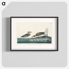 アートポスター-Wilson's Plover from Birds of America
 - アメリカの鳥たち Poster.