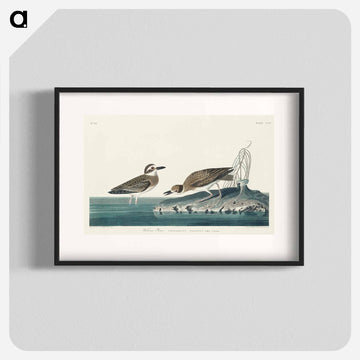 Wilson's Plover from Birds of America
 - アメリカの鳥たち Poster.