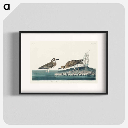 Wilson's Plover from Birds of America
 - アメリカの鳥たち Poster.