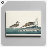 アートパネル-Wilson's Plover from Birds of America
 - アメリカの鳥たち Canvas.