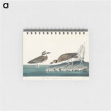 アートメモ帳-Wilson's Plover from Birds of America
 - アメリカの鳥たち Memo.