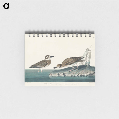 アートメモ帳-Wilson's Plover from Birds of America
 - アメリカの鳥たち Memo.
