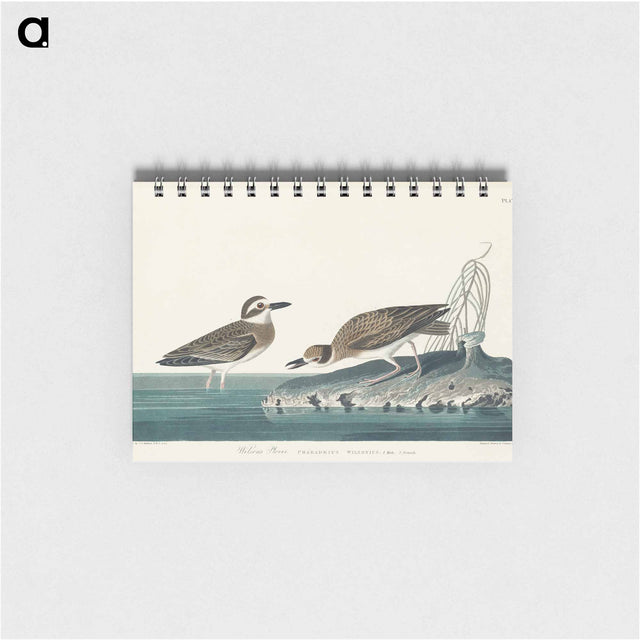 アートメモ帳-Wilson's Plover from Birds of America
 - アメリカの鳥たち Memo.