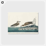 アートポストカード-Wilson's Plover from Birds of America
 - アメリカの鳥たち Postcard.