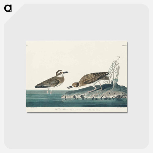 Wilson's Plover from Birds of America
 - アメリカの鳥たち Postcard.