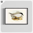 アートポスター-Great-footed Tern
 - オーストラリアの鳥 Poster.