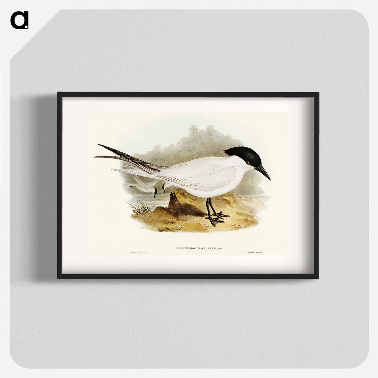 アートポスター-Great-footed Tern
 - オーストラリアの鳥 Poster.