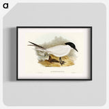 アートポスター-Great-footed Tern
 - オーストラリアの鳥 Poster.