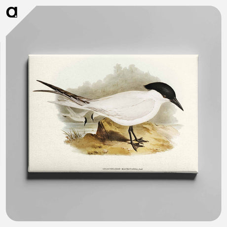 アートパネル-Great-footed Tern
 - オーストラリアの鳥 Canvas.