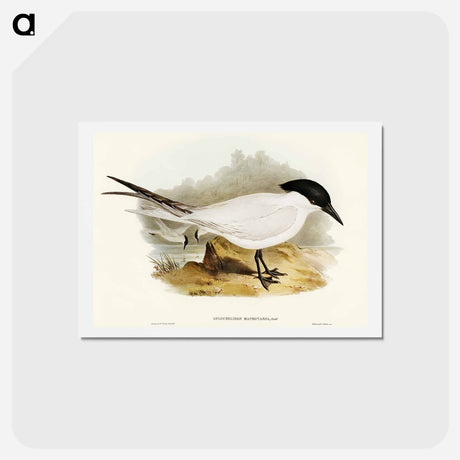アートポストカード-Great-footed Tern
 - オーストラリアの鳥 Postcard.