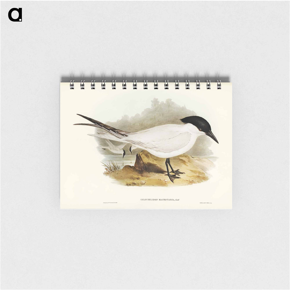 アートメモ帳-Great-footed Tern
 - オーストラリアの鳥 Memo.