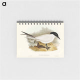 アートメモ帳-Great-footed Tern
 - オーストラリアの鳥 Memo.