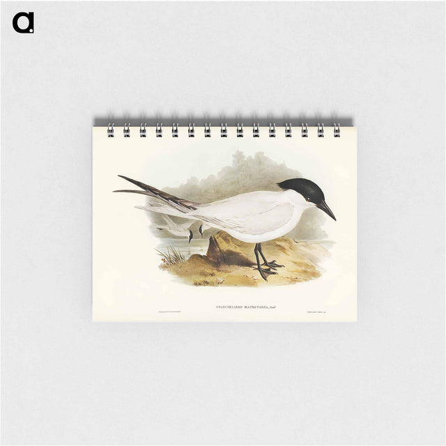 アートメモ帳-Great-footed Tern
 - オーストラリアの鳥 Memo.