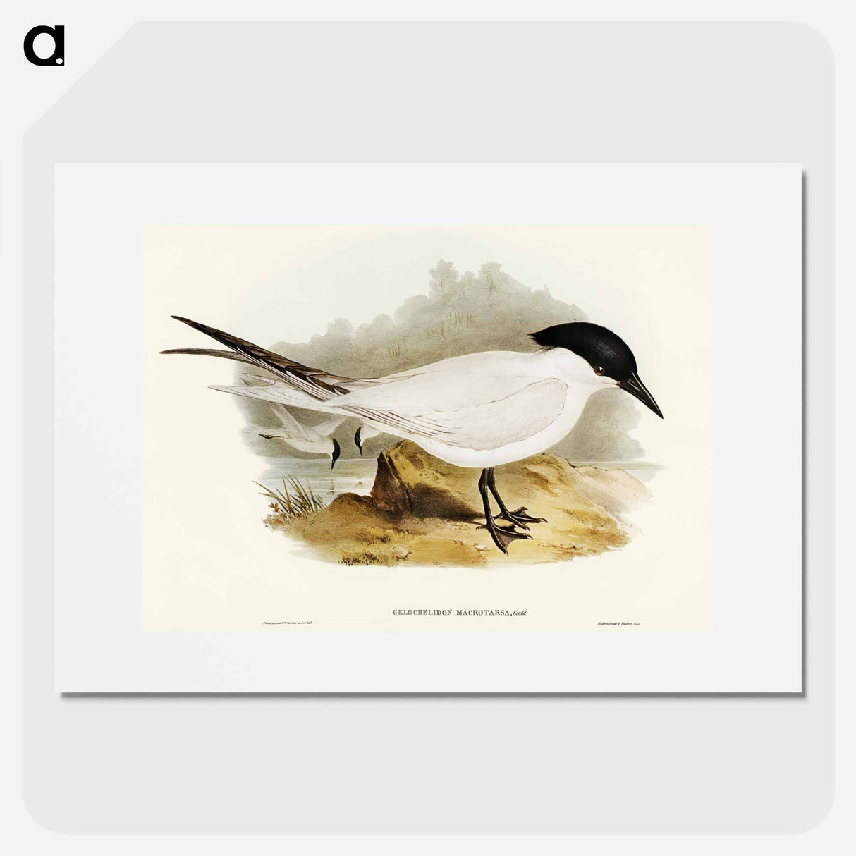 アートポスター-Great-footed Tern
 - オーストラリアの鳥 Poster.