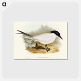 アートポストカード-Great-footed Tern
 - オーストラリアの鳥 Postcard.