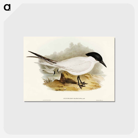 アートポストカード-Great-footed Tern
 - オーストラリアの鳥 Postcard.