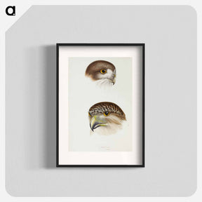 アートポスター-Australian Owls
 - ジョン グールド Poster.
