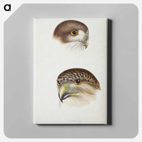 アートパネル-Australian Owls
 - ジョン グールド Canvas.