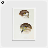 アートポストカード-Australian Owls
 - ジョン グールド Postcard.