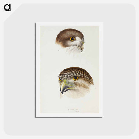 アートポストカード-Australian Owls
 - ジョン グールド Postcard.