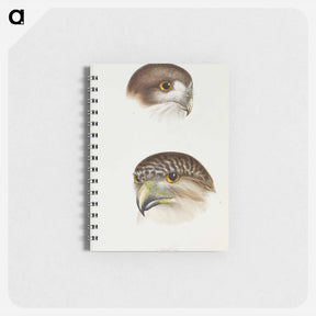 アートメモ帳-Australian Owls
 - ジョン グールド Memo.
