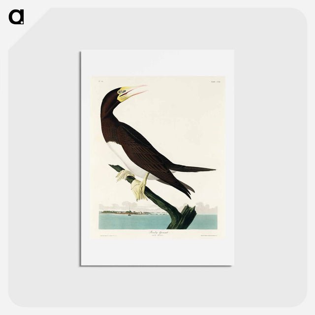 アートポストカード-Booby Gannet
 - ジョン ジェームス オーデュボン Postcard.