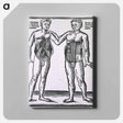 アートパネル-Abdominal Muscles
 - 国立医学図書館 Canvas.
