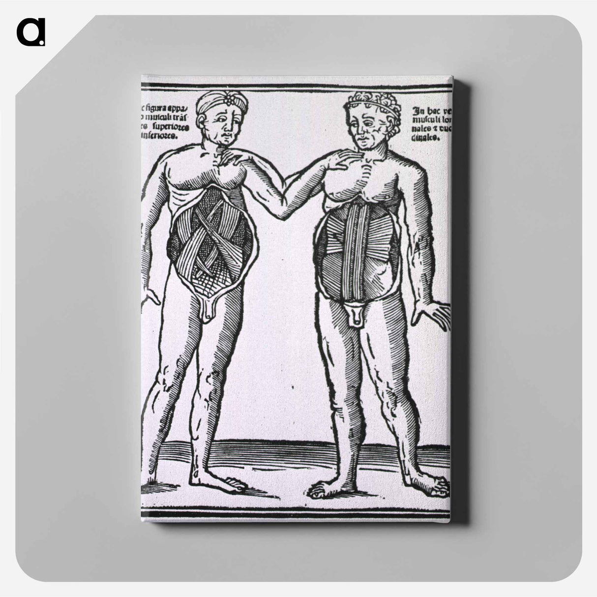 アートパネル-Abdominal Muscles
 - 国立医学図書館 Canvas.