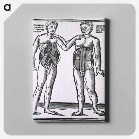 アートパネル-Abdominal Muscles
 - 国立医学図書館 Canvas.