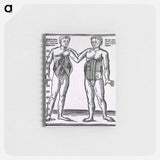 アートメモ帳-Abdominal Muscles
 - 国立医学図書館 Memo.