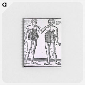 アートメモ帳-Abdominal Muscles
 - 国立医学図書館 Memo.