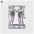 アートポストカード-Abdominal Muscles
 - 国立医学図書館 Postcard.