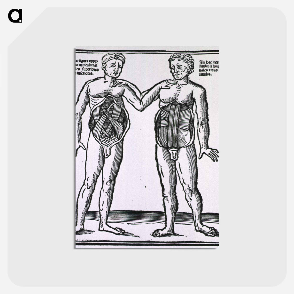 アートポストカード-Abdominal Muscles
 - 国立医学図書館 Postcard.