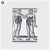 アートポストカード-Abdominal Muscles
 - 国立医学図書館 Postcard.