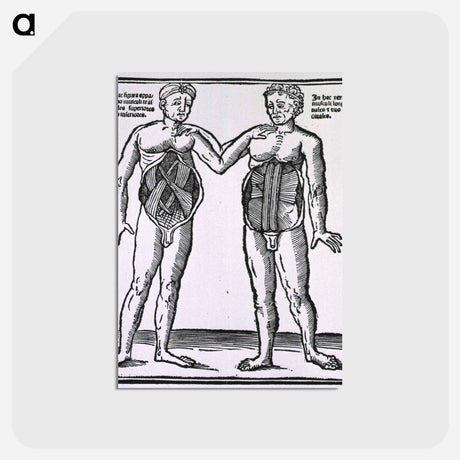 アートポストカード-Abdominal Muscles
 - 国立医学図書館 Postcard.