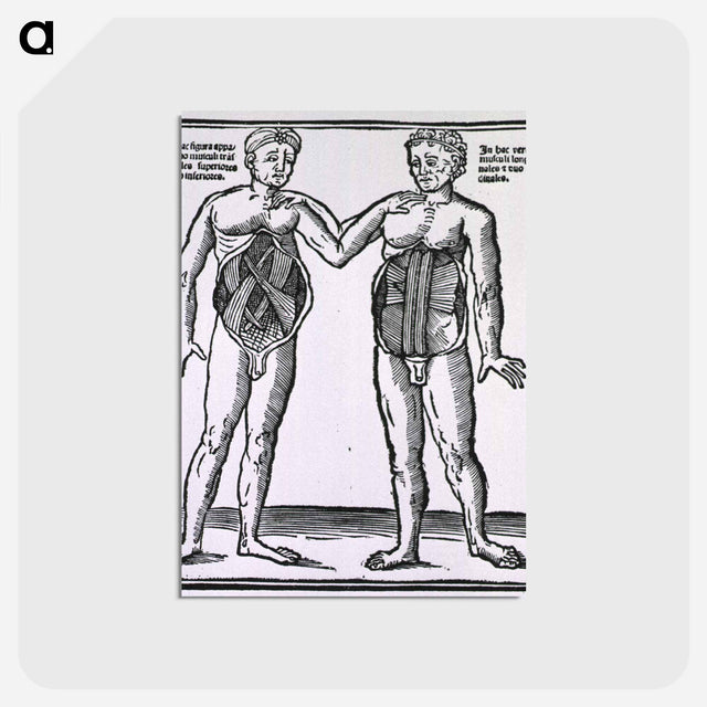 アートポストカード-Abdominal Muscles
 - 国立医学図書館 Postcard.