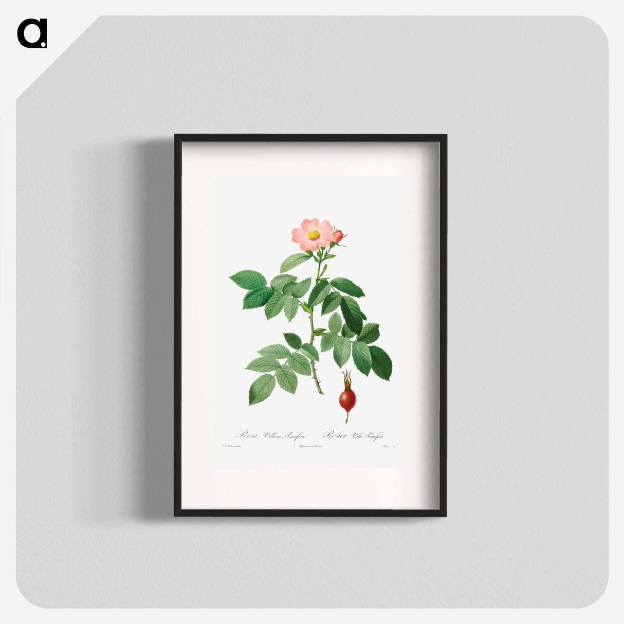 Rosa Villosa, Pomifera - ピエール ジョゼフ ルドゥーテ Poster.