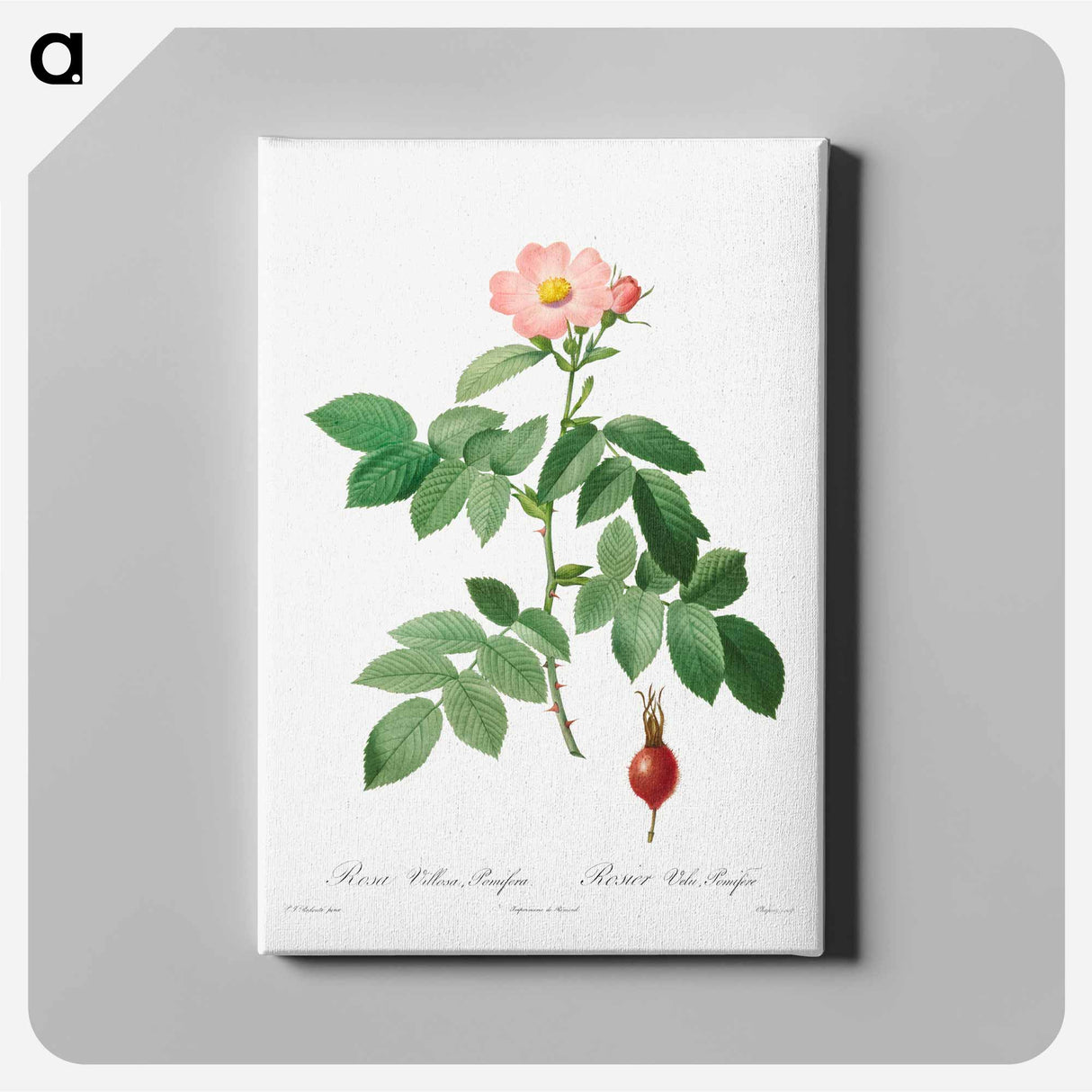 Rosa Villosa, Pomifera - ピエール ジョゼフ ルドゥーテ Canvas.