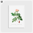 アートポストカード-Rosa Villosa, Pomifera - ピエール ジョゼフ ルドゥーテ Postcard.