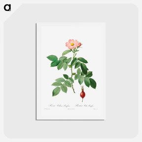 アートポストカード-Rosa Villosa, Pomifera - ピエール ジョゼフ ルドゥーテ Postcard.