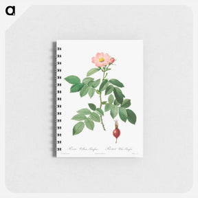 アートメモ帳-Rosa Villosa, Pomifera - ピエール ジョゼフ ルドゥーテ Memo.