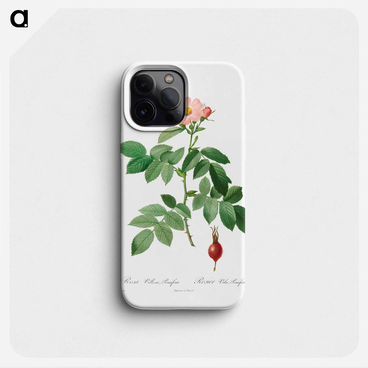 Rosa Villosa, Pomifera - ピエール ジョゼフ ルドゥーテ Phone Case.