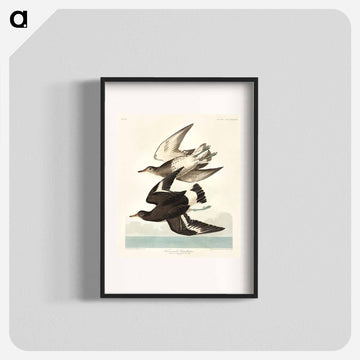 Townsend's Sandpiper from Birds of America
 - アメリカの鳥たち Poster.